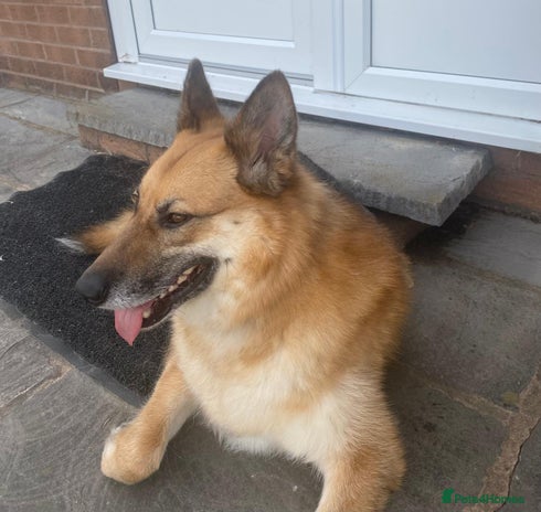 Mixed Breed dogs ❤️🐶 LEIA- amazing 5 year-old GSD girl❤️🐶 - Advert 16