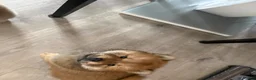 Chow Chow dogs for sale: Chow chow puppies  - Advert 6