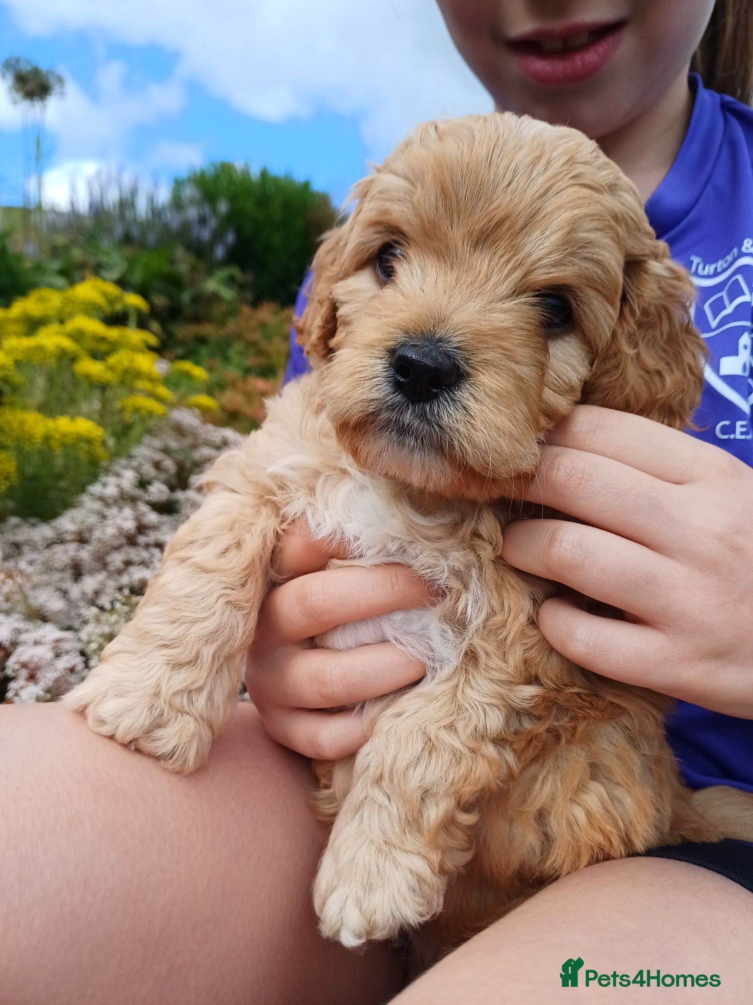 Cavapoo dogs Beautiful F1B Toy Cavapoo Puppies - Advert 19