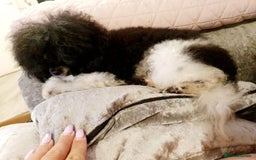 Toy Poodle dogs for sale: Exceptional toy poodles RESERVE LIST NOW OPEN! - Image 9