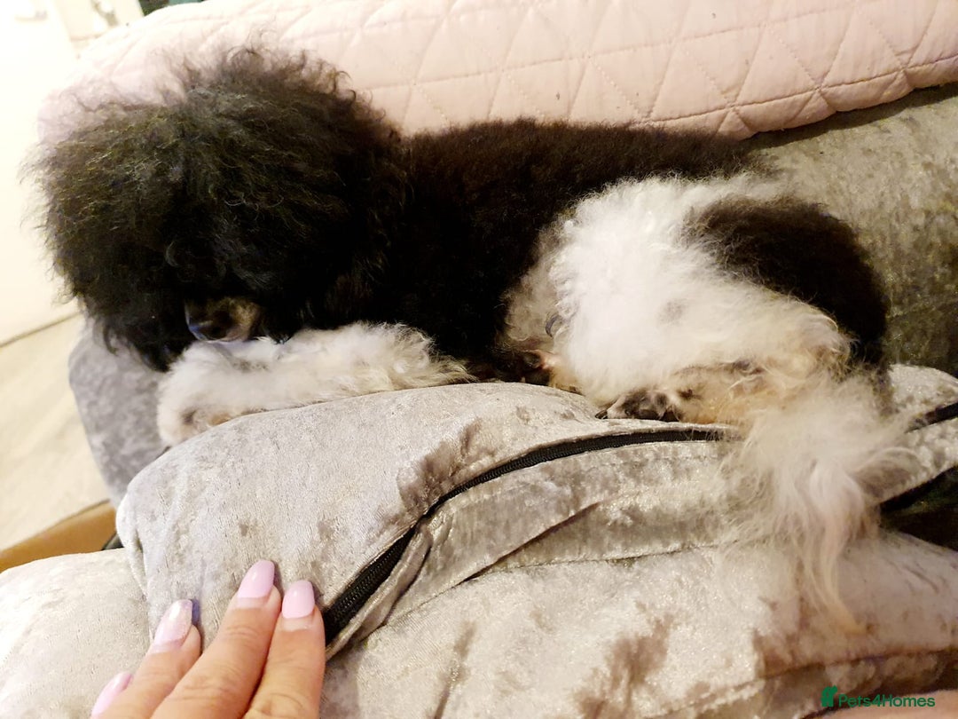 Toy Poodle dogs for sale: Exceptional toy poodles RESERVE LIST NOW OPEN! - Image 9