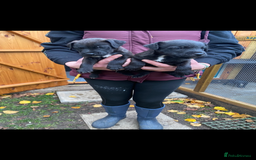 Patterjack dogs for sale: Patterjack pups - Advert 7