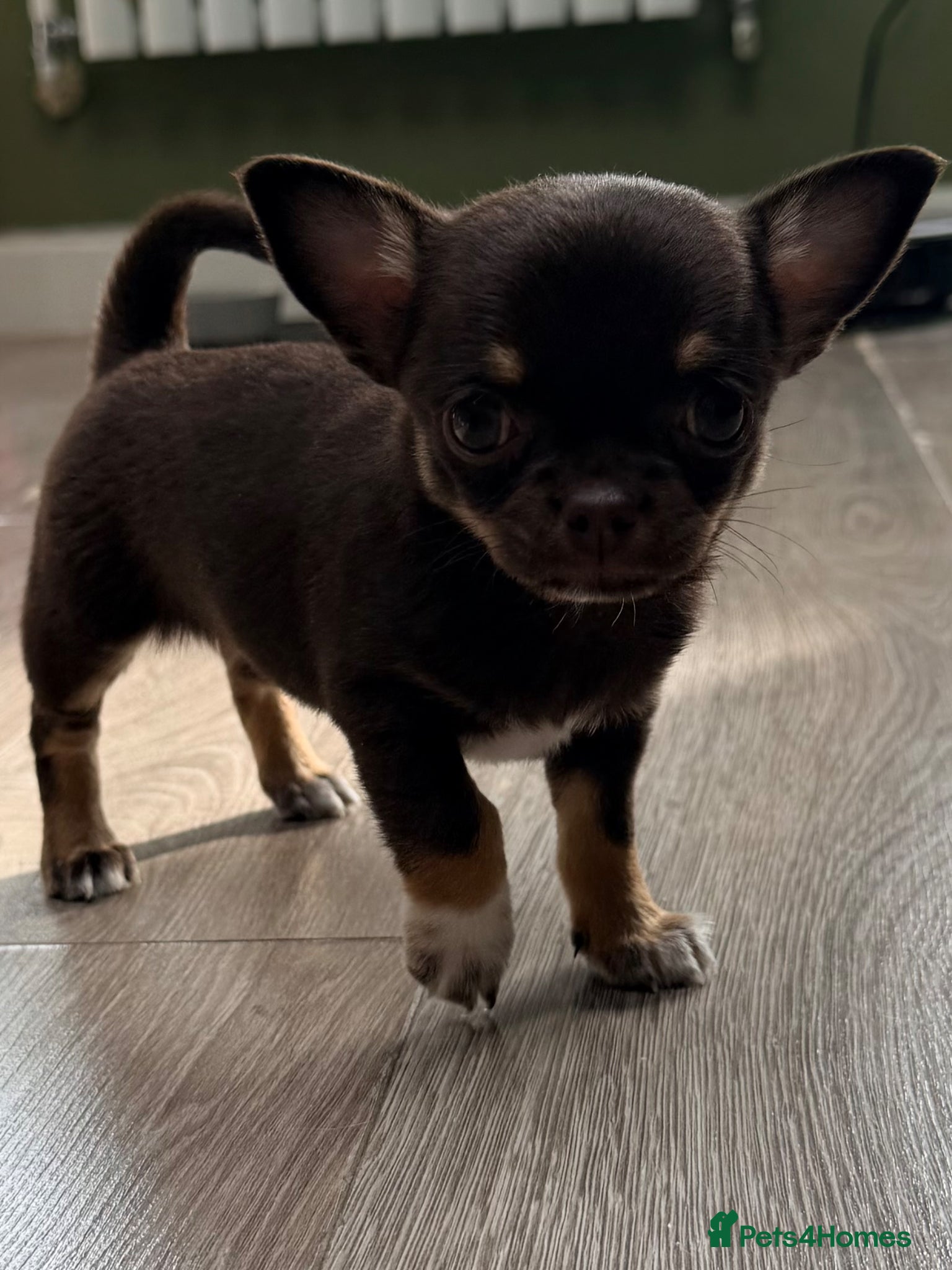 Chihuahua dogs ✨Adorable short haired females chihuahua✨ - Advert 1