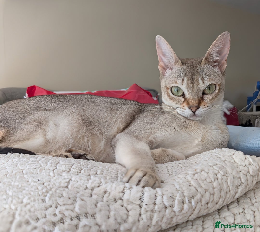 Singapura cats for sale: Singapura girl  - Advert 3