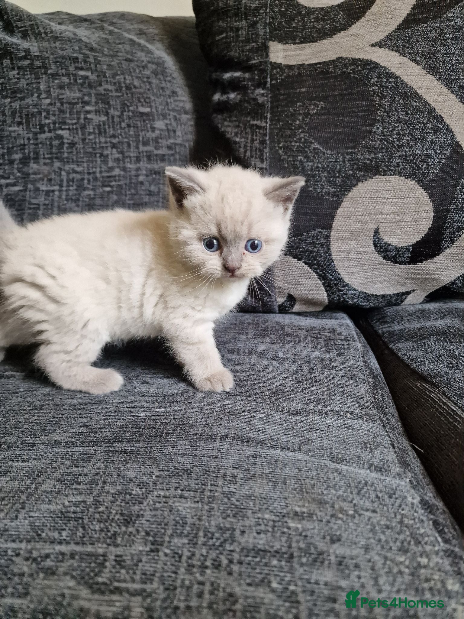 British Shorthair cats Rare British shorthair kittens - Advert 14
