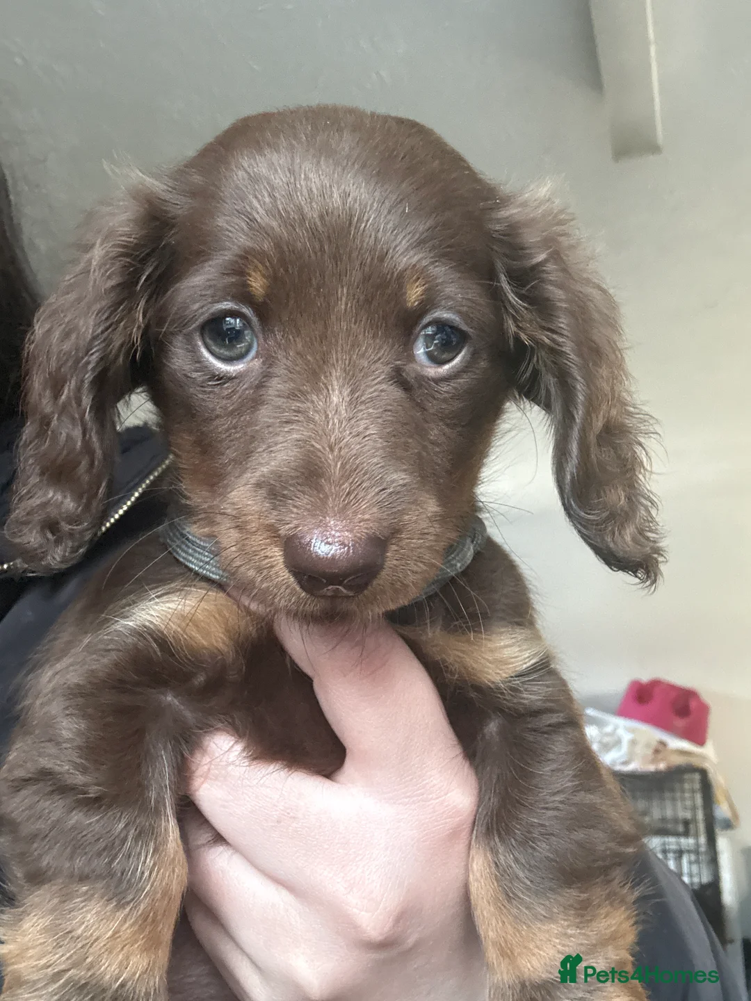 Dachshund dogs for sale: 3 dachshund puppies for sale  - Advert 2