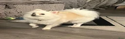 Pomeranian dogs for sale: Cheap boy Pomeranians - Advert 14