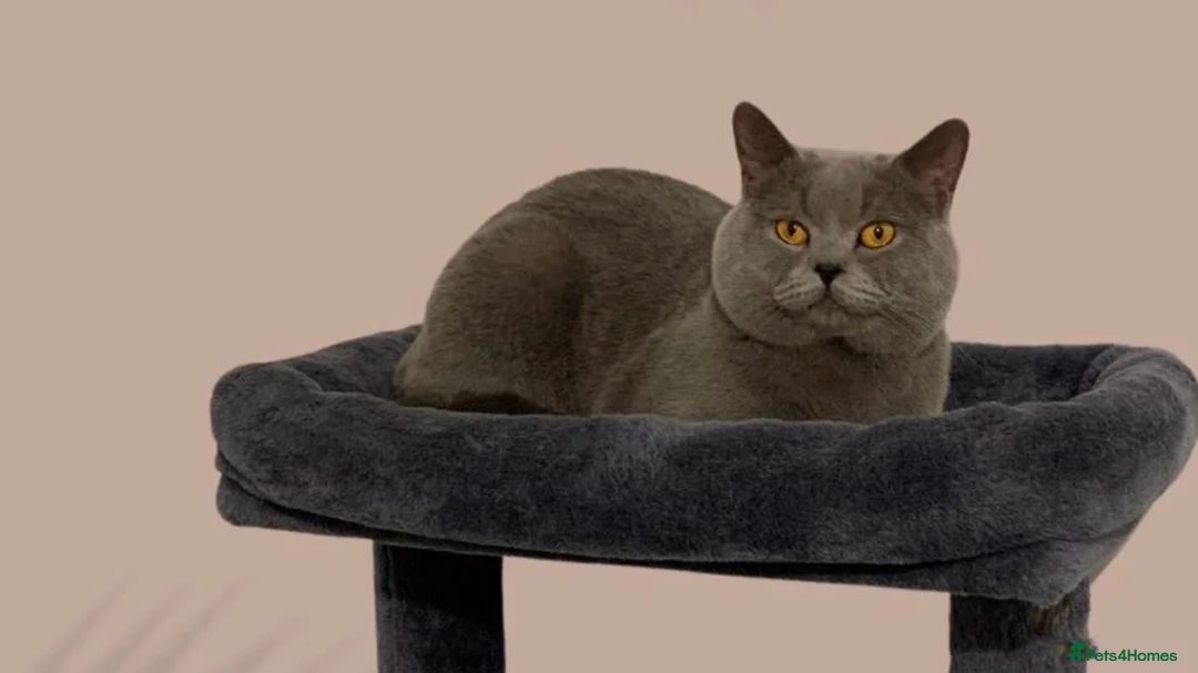 British Shorthair cats for sale: 🤍✨Exceptional GCCF Registered BSH&BLH Kittens  - Advert 34