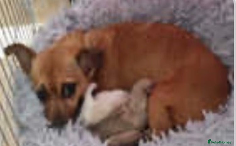 Mixed Breed dogs - Advert 7