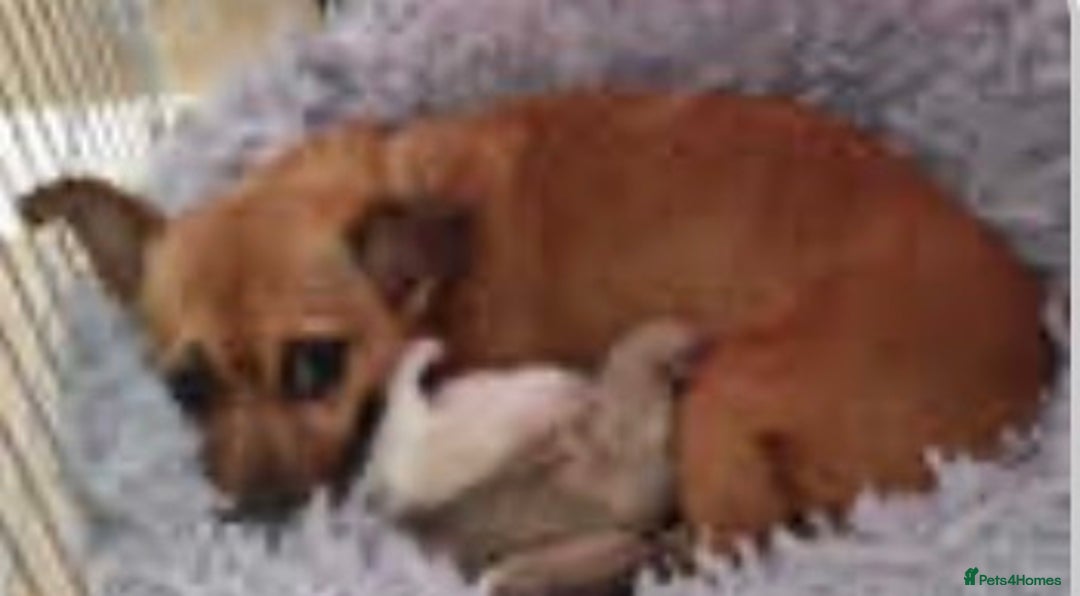 Mixed Breed dogs for sale: Male Jackawawa Puppy - Image 5