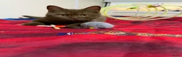 British Shorthair cats for sale: Rare Cinnamon Color British Shorthair Kittens - Advert 22
