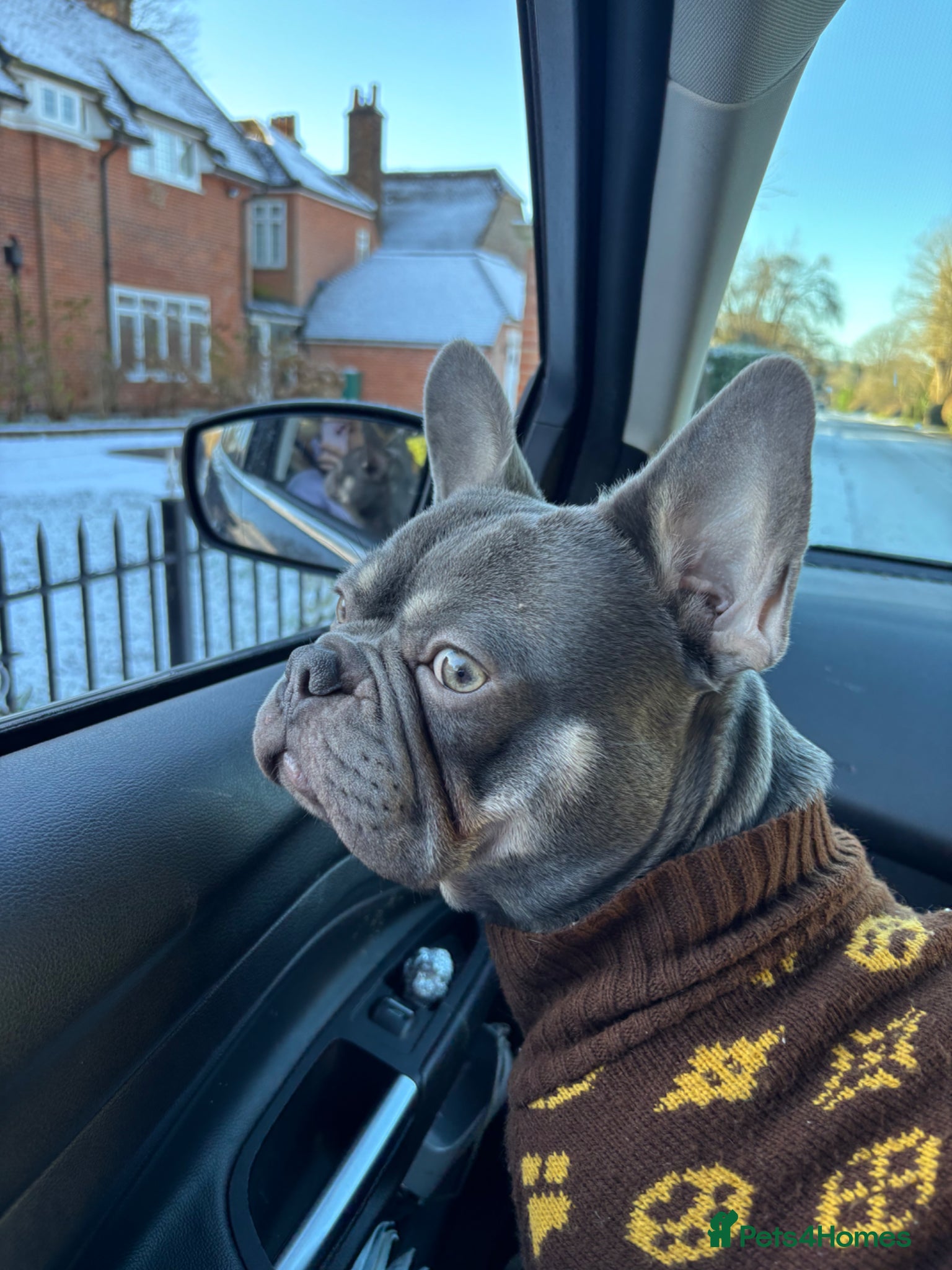 French Bulldog dogs Champagne/Grey French Bulldog for Stud - Advert 1