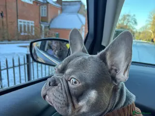 French Bulldog dogs Champagne/Grey French Bulldog for Stud - Advert 1