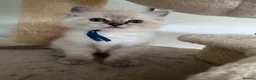 Ragdoll cats for sale: TICA registered ragdoll kittens (blue point/ lynx) - Advert 9