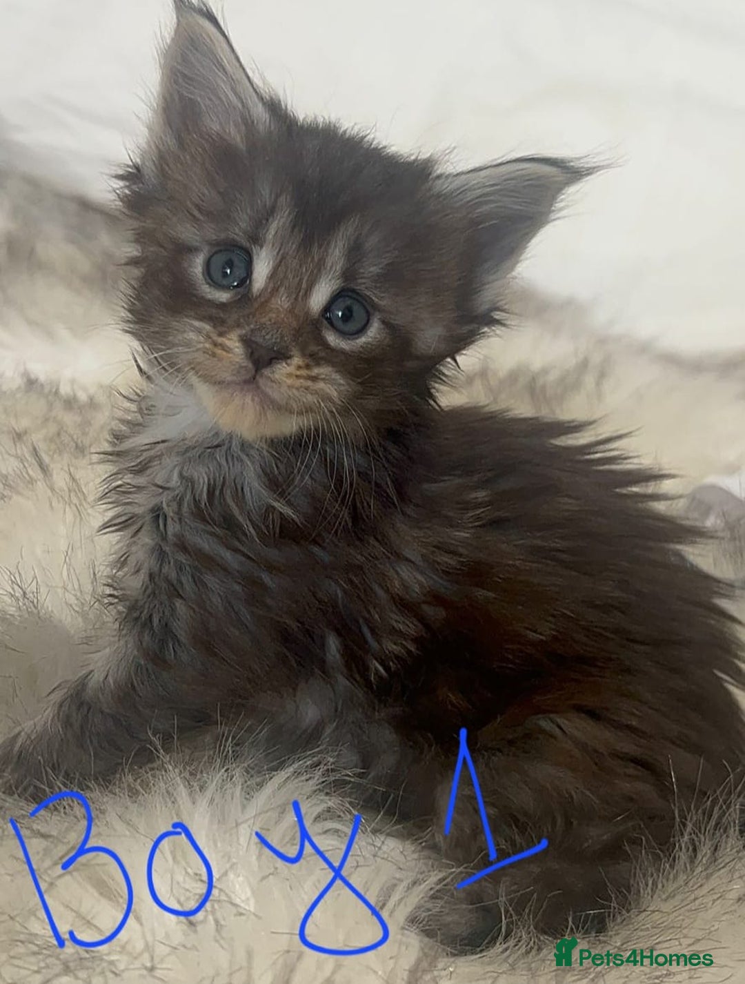 Maine Coon cats for sale: Beautiful Maine coon kittens - Advert 3