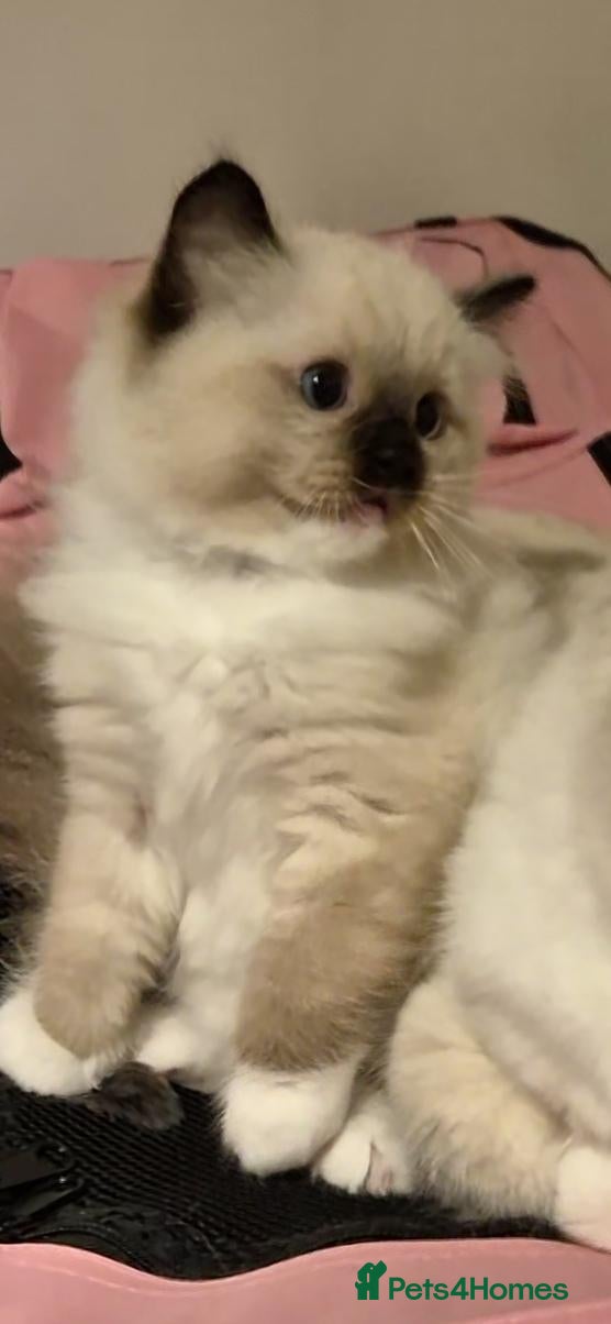 Ragdoll cats Chunky TICA reg Ragdoll - Advert 9