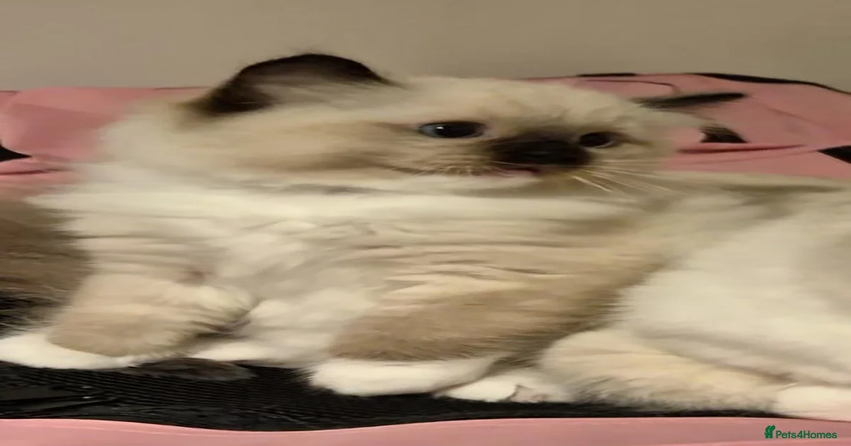 Blue ragdoll kittens Kittens for sale | Pets4Homes
