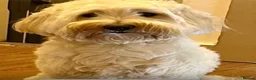 Labradoodle dogs for sale: Cute 🥰 Miniature Labradoodle Pups  - Advert 14