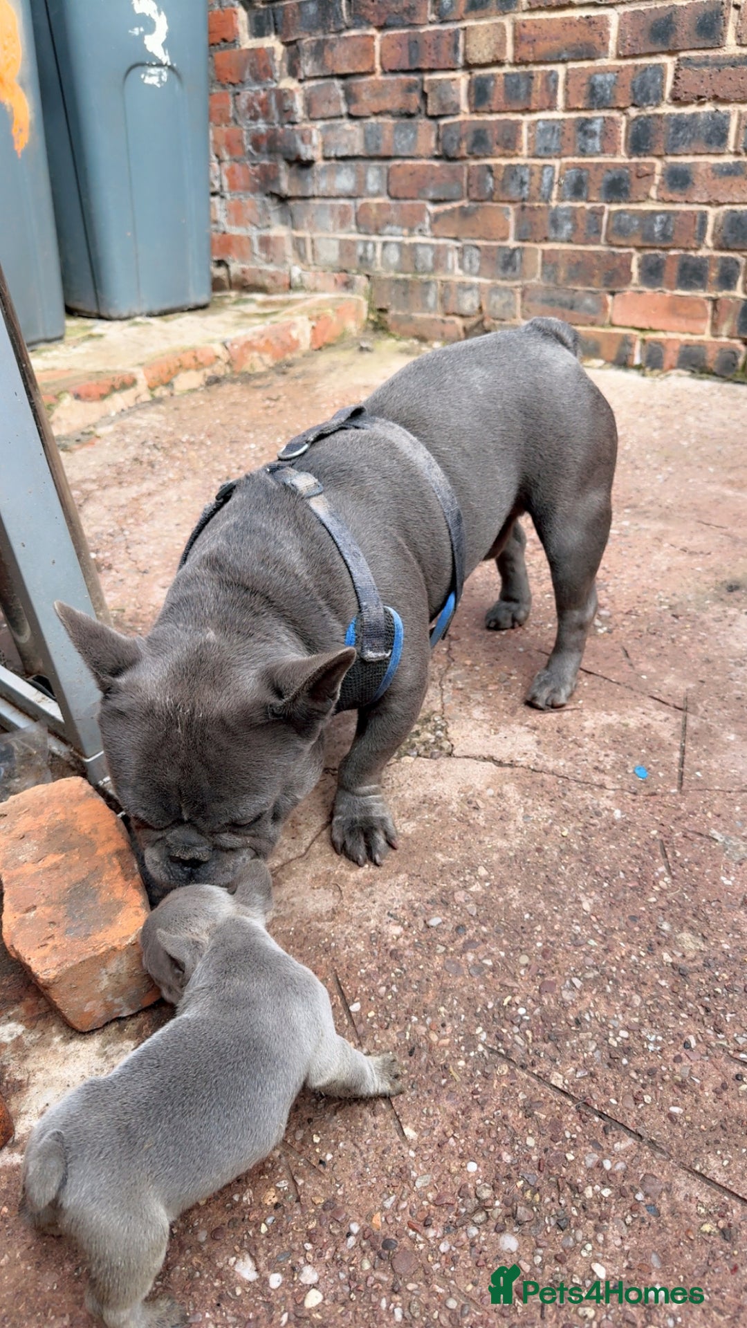 French Bulldog dogs for sale: French BullDog - Image 2