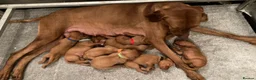 Hungarian Vizsla dogs for sale: OUR BEAUTIFUL GIRL HAS HAD 8 KC REG PUPS - Advert 2