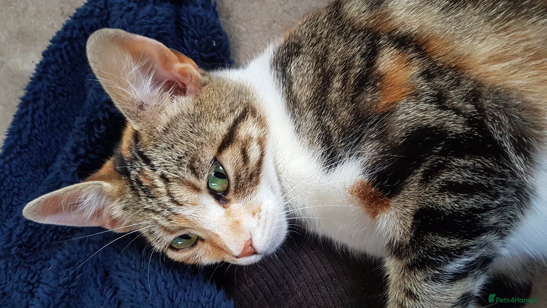 Mixed Breed cats for sale: Gorgeous adorable playful friendly kittens  - Image 23
