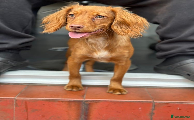 Cocker Spaniel dogs - Advert 1