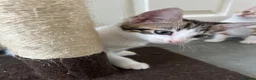 Mixed Breed cats for sale: Two gorgeous boy kittens ready to leave  - Advert 11