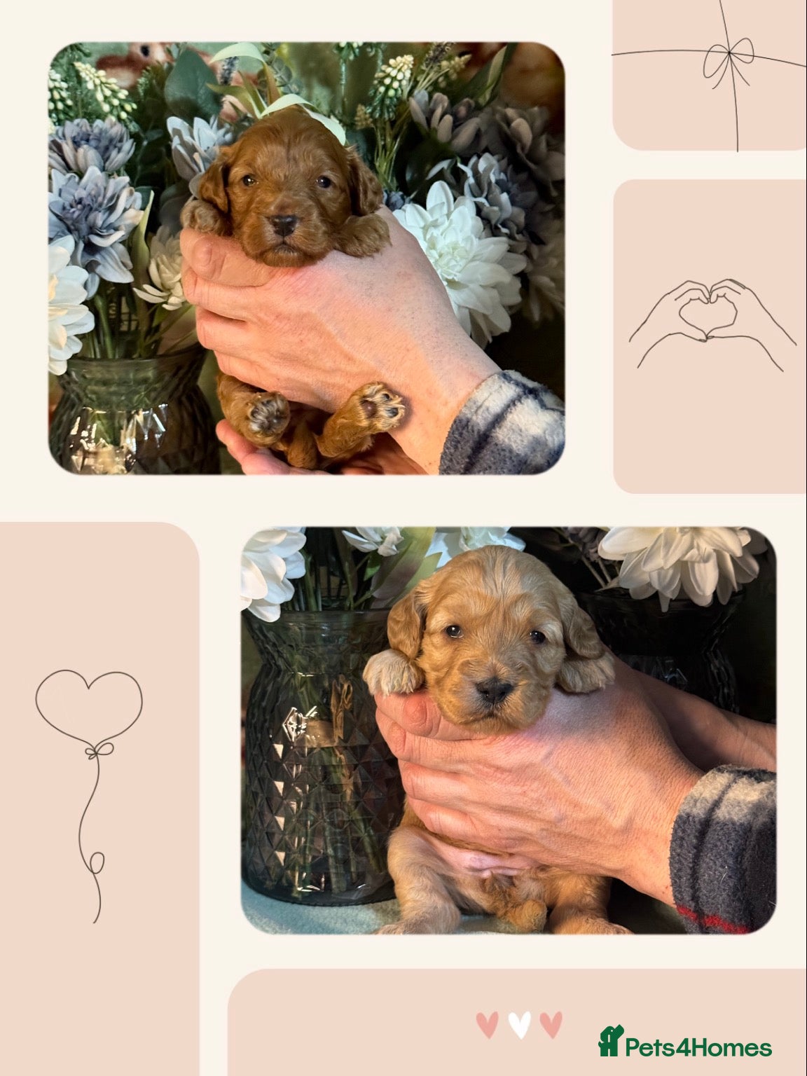 Cockapoo dogs 2 girls left f1 Cockerpoo puppies dna clear  - Advert 8