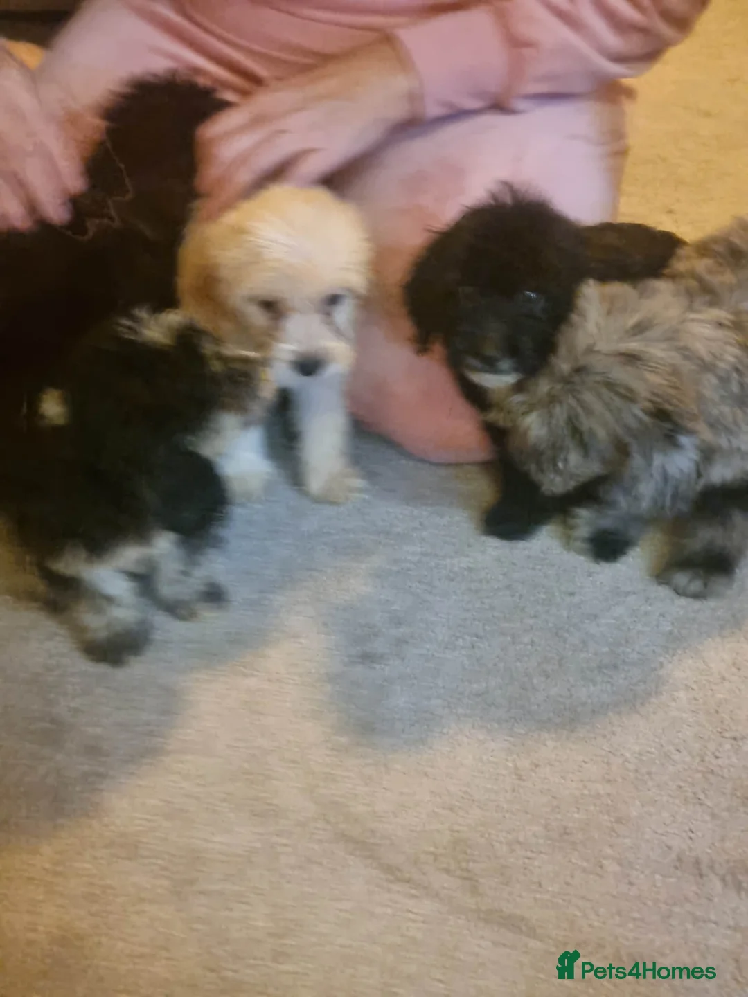 Cockapoo dogs for sale: Beautiful cockapoo  - Advert 35