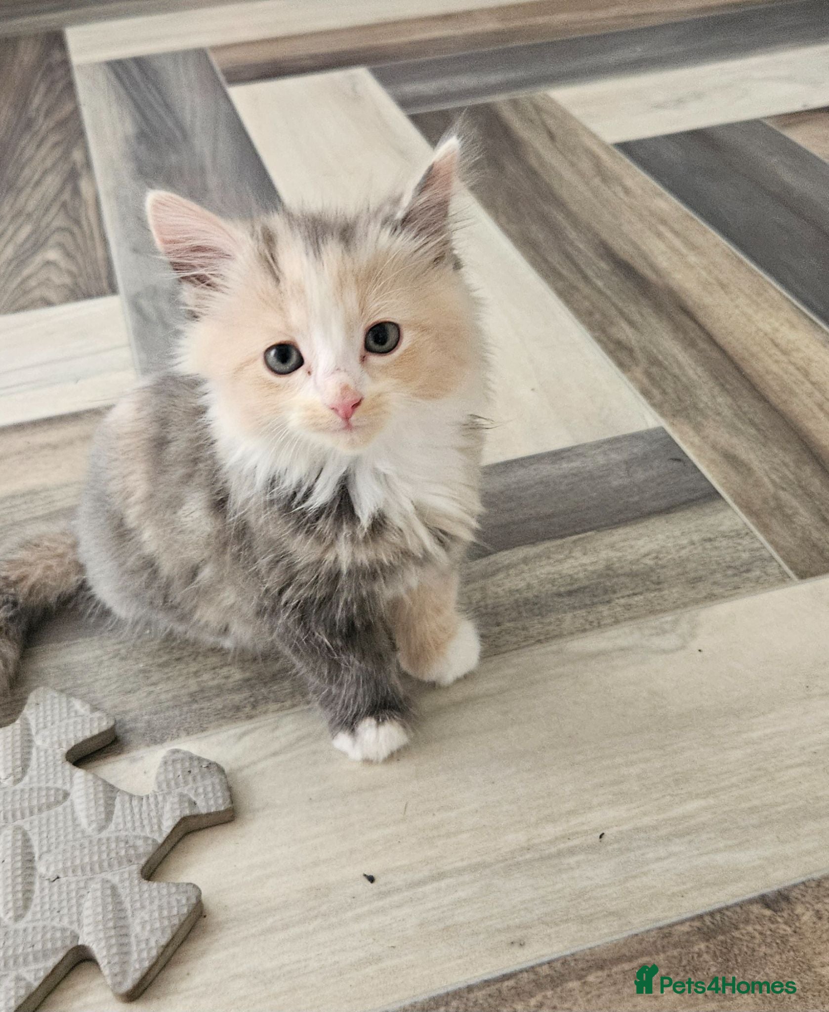 Mixed Breed cats Rare Diluted Kittens READY - Advert 9