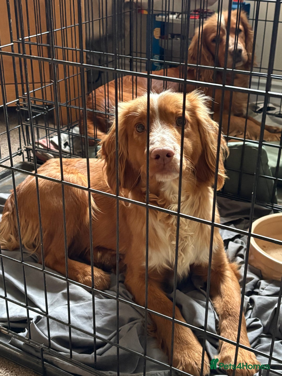 Cocker Spaniel dogs for sale: Cocker spaniel male  - Advert 3