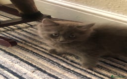 Ragdoll cats for sale: Ragdoll X Chinchilla Persian kittens for sale  - Image 6