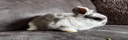Mini Lop rabbits for sale: Beautiful Mini Lops Available to Reserve - Advert 36