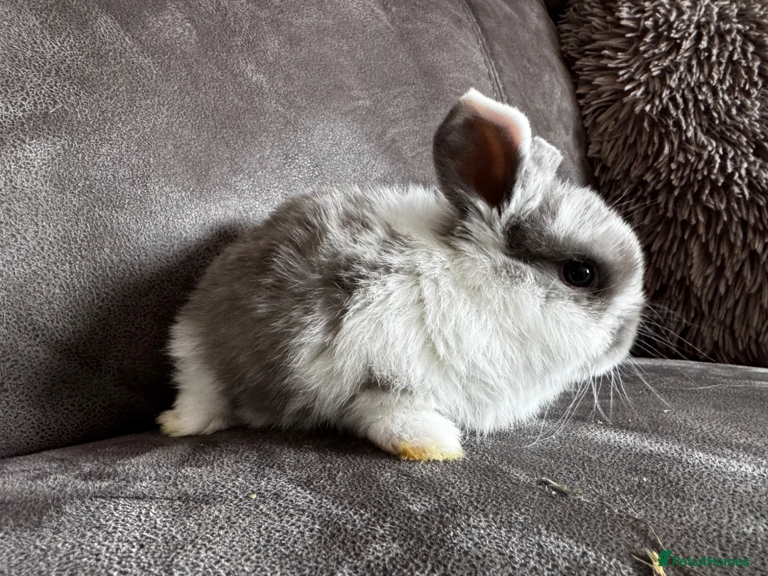 Mini Lop rabbits for sale: Beautiful Mini Lops Available to Reserve - Advert 40