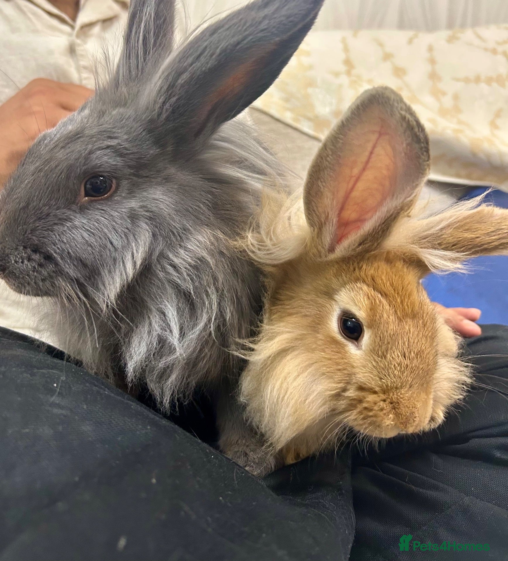 Mixed Breed rabbits for sale: Lionhead and franch loop mix breed 1 pair - Advert 2