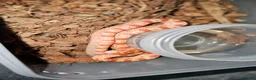 Corn Snake reptiles for sale: Healthy amelanistic baby cornsnakes  - Advert 6