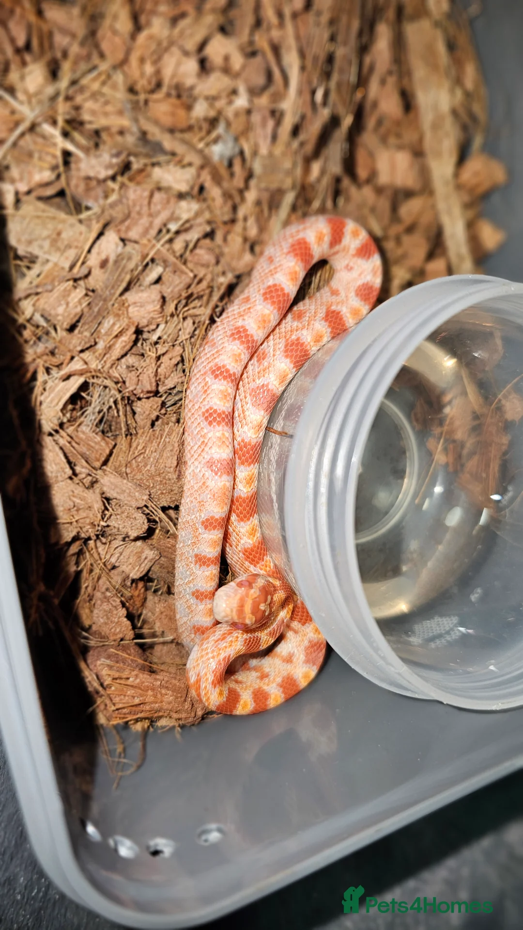 Corn Snake reptiles for sale: Healthy amelanistic baby cornsnakes  - Advert 6