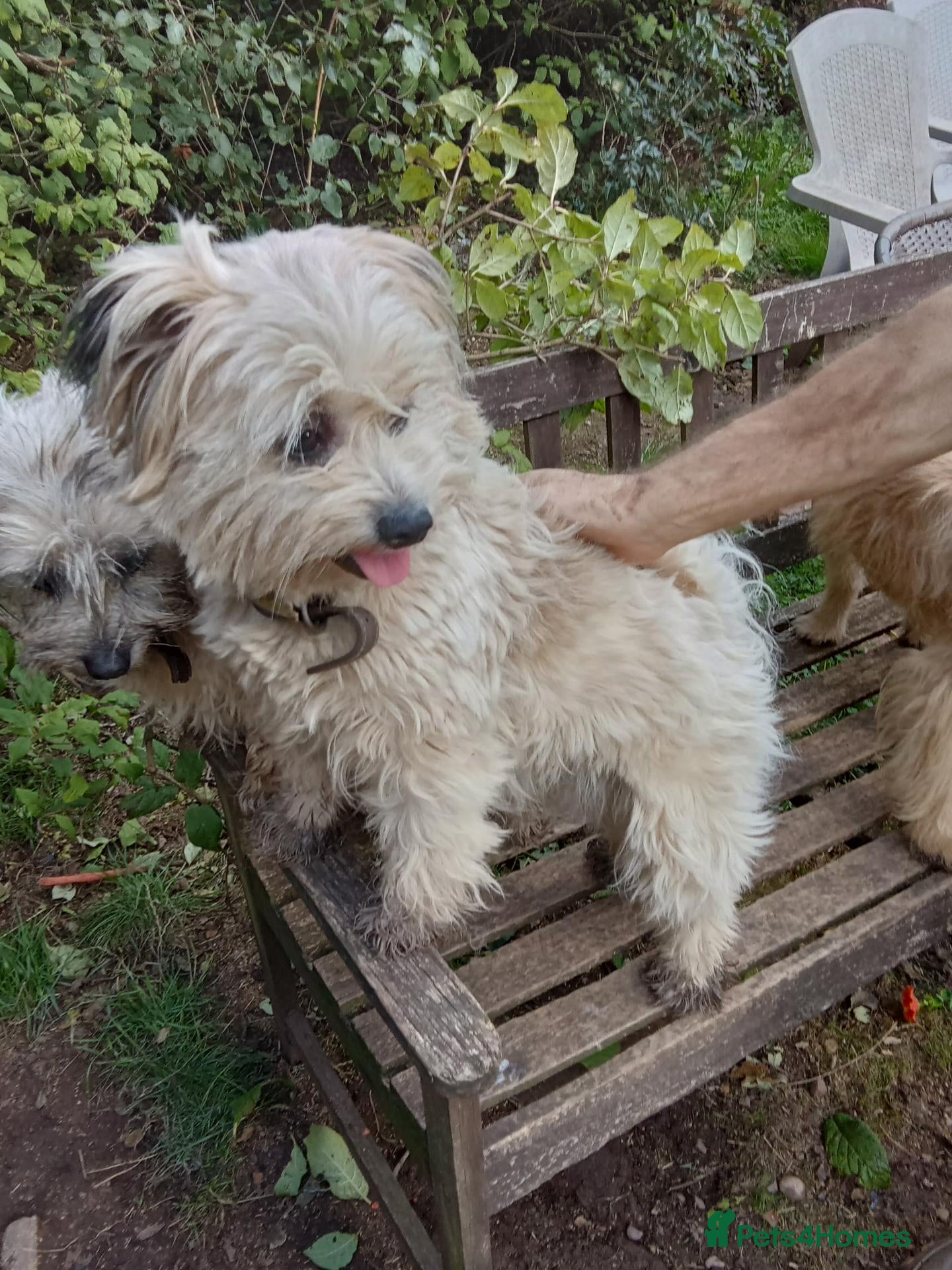 Mixed Breed dogs Unusual maltispitz looking for loving home - Advert 3