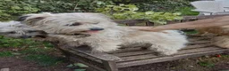 Mixed Breed dogs for sale: Unusual maltispitz looking for loving home - Advert 1