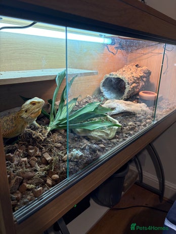 Bearded Dragon reptiles - Advert 1