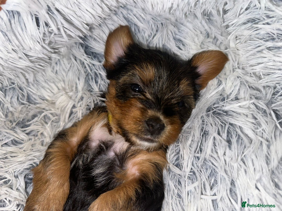 Yorkshire Terrier dogs for sale: 💕🐾Adorable PEDIGREE YORKSHIRE TERRIER Pups🐾💕  - Image 15
