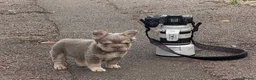 French Bulldog dogs for sale: Lovely fluffy frenchies - Advert 14