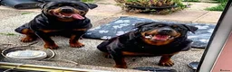 Rottweiler dogs for stud: Male rottweiler stud in Liverpool - Advert 3