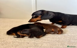 Miniature Dachshund dogs for sale: Mini Dachshund puppies, PRA clear, health tested - Image 6