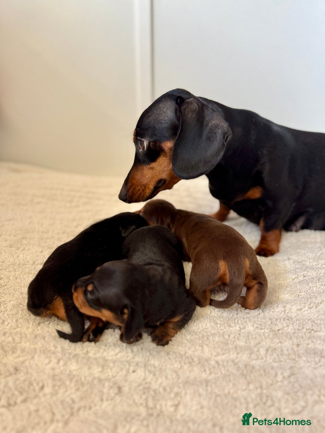 Miniature Dachshund dogs for sale: Mini Dachshund puppies, PRA clear, health tested - Image 6