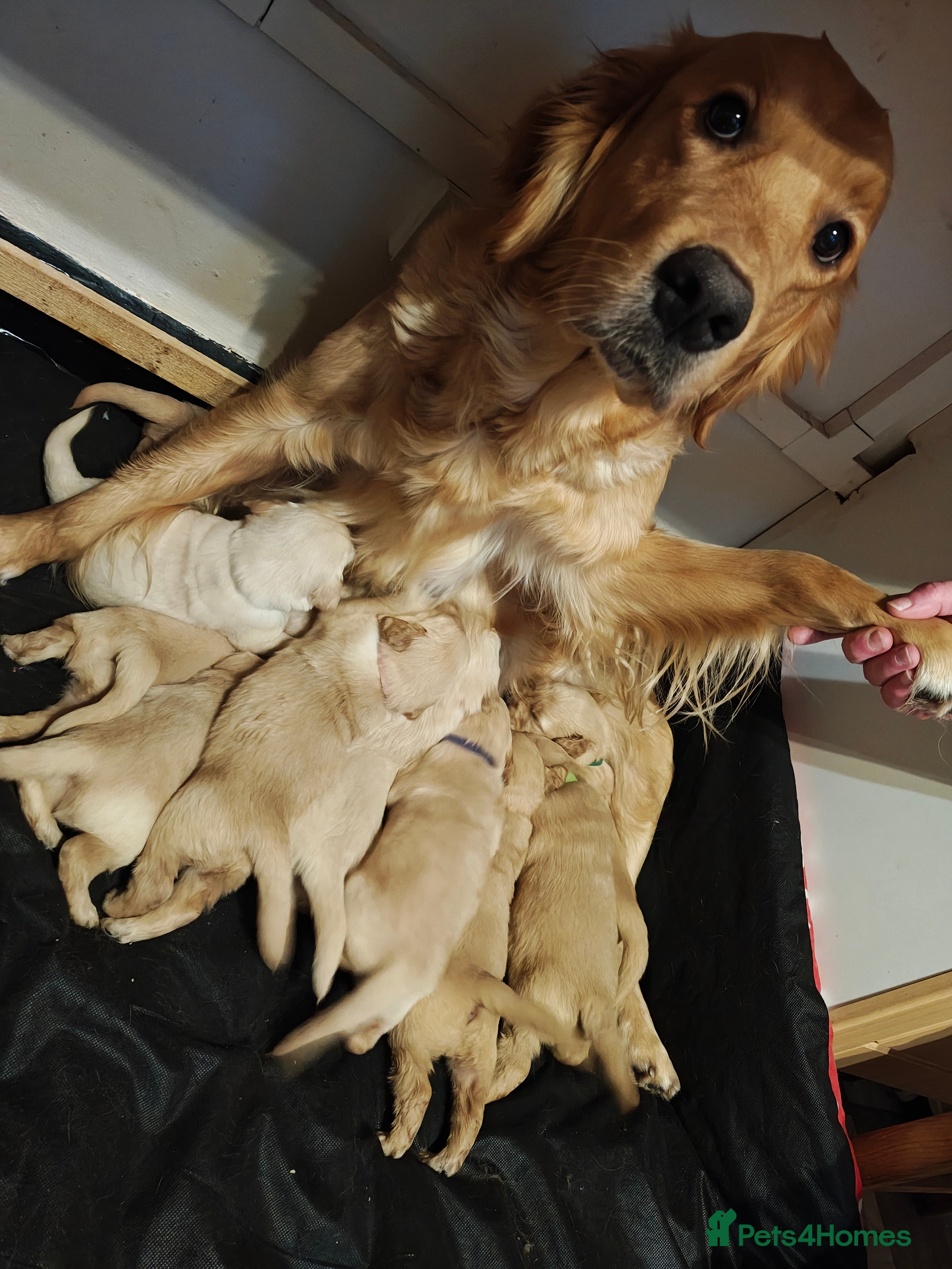 Golden Retriever dogs Only 5 gorgeous golden retriever puppies left - Advert 1