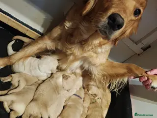 Golden Retriever dogs Only 5 gorgeous golden retriever puppies left - Advert 1