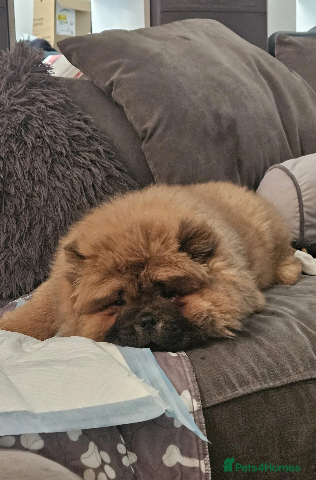 Chow Chow dogs for sale: Chow Chow Girl KC Registered  - Advert 3