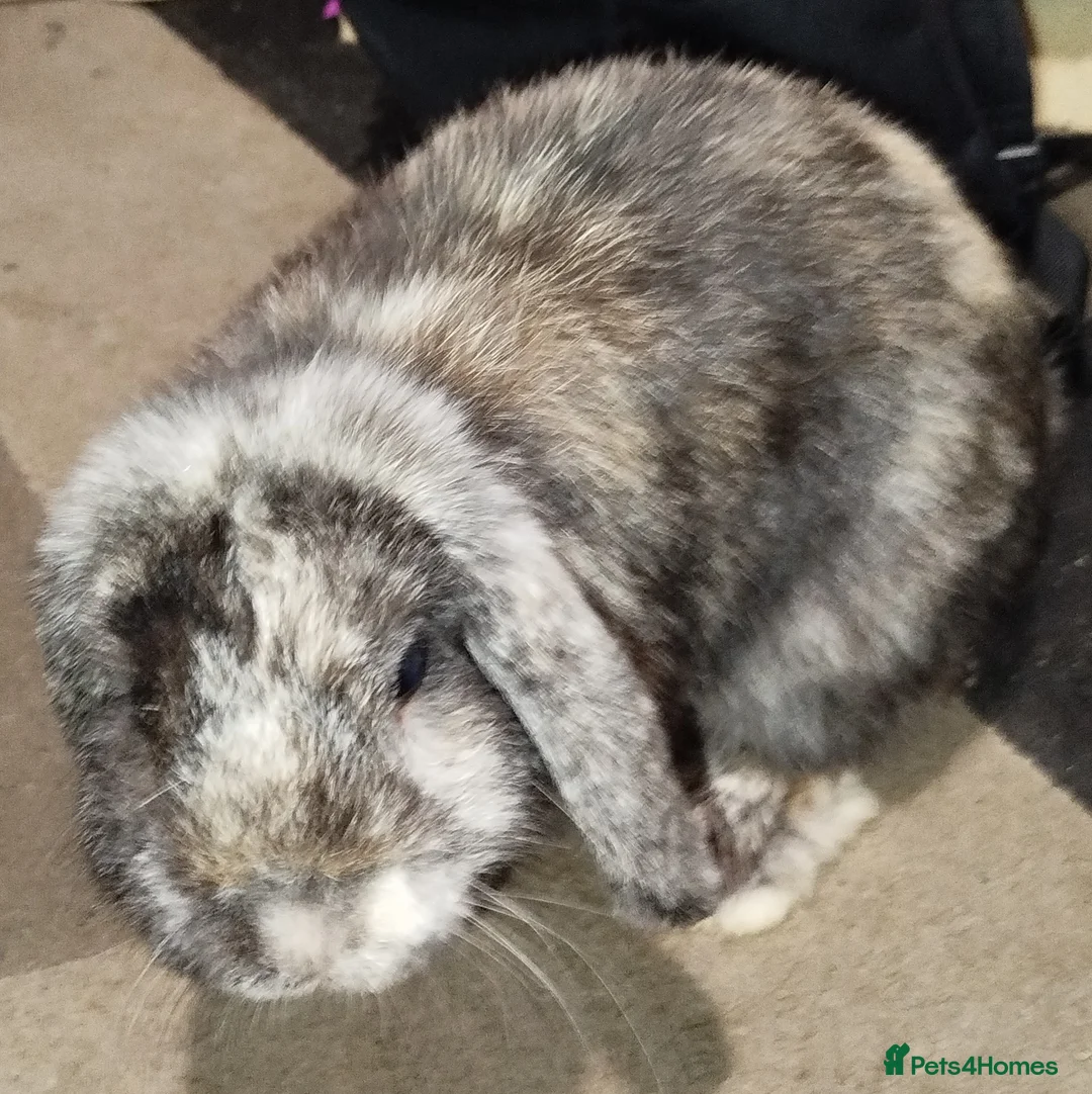 Mini Lop rabbits for sale: ADOPTION required for 2 mini lops in Slough - Advert 1