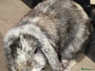 Mini Lop rabbits ADOPTION required for 2 mini lops - Advert 18